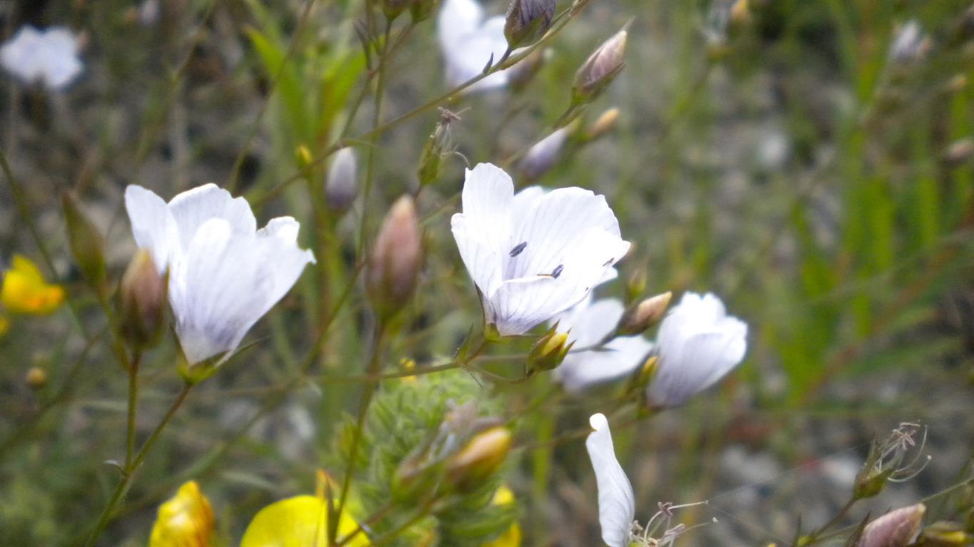 Valnonyey 04 - Linum tenuifolium